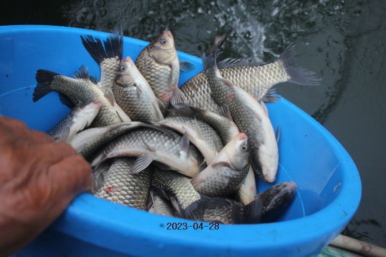 2023/04/28 조황정보